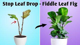 Fiddle Leaf Fig Tree Care - Stop Leaf Drop in Fiddle Leaf Fig