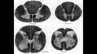 Anatomy of the internal structure of spinal cord (lecture)