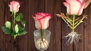 Just Garlic! Roses instantly grow 500% roots and 1001 new shoots overnight