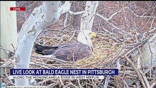 Two Bald Eagles to welcome eaglets in Pittsburgh, how to watch