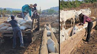 CHEGOU 600 SACO DE RAÇÃO NA FAZENDA ABASTECENDO OS COCHOS.