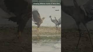 Amazing defense moves of Heron bird #shorts