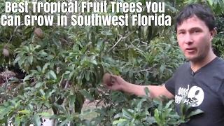 Best Tropical Fruits Trees You Can Grow in Southwest Florida