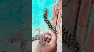 snake catching video.#trendingshorts