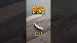 【眾生佛前渡】Ep55 放生魚上台階叩謝恩人才翻身下水 #放生 #鯉魚 #因緣 #眾生皆有靈性
