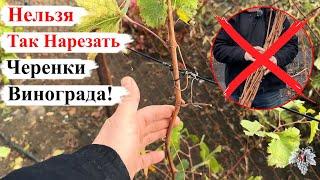 Почему НЕЛЬЗЯ НАРЕЗАТЬ ЧЕРЕНКИ с ГОДИЧНЫХ КУСТОВ Винограда!