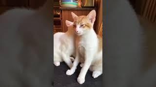 as you can see, neither of them have changed #shorts #funnyanimals #cats