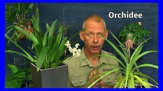 Orchidee Oncidium in Lechuza Topf einpflanzen. Die Entwicklung nach 8 Tagen. Pflege der Orchideen