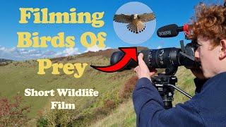 Birds Of Prey | A Short Wildlife Film |