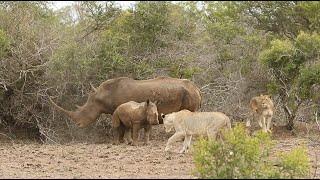 Lions hunt rhino calf