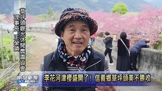 李花河津櫻盛開了! 信義鄉草坪頭美不勝收  南投新聞