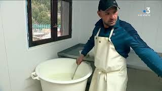 Mickaël Battestini, éleveur caprin et producteur de fromages à Popolasca