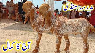 Aj ka kamal|Madrasa bakra mandi Pakistan makhi cheene bakre qurbani wale fresh rate by Shahzad Shah