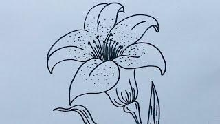 How To Draw A Lily Flower Easy Step By Step - Draw Flowers