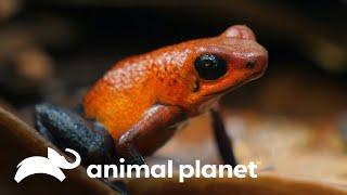 Conociendo más acerca de las ranas venenosas | Los Irwin | Animal Planet