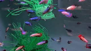 Pier Aquatics January 2021