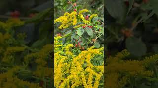 Beautiful View of a Bee Getting Pollen & Nectar from Goldenrod. #bumblebees #nature #permaculture