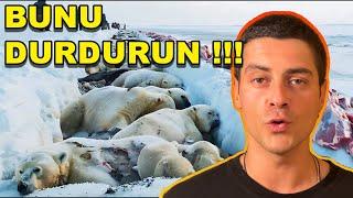 Bu Videonun Yasaklanması Umurumda DEĞİLL!!! Vahşi Hayvanları Beslemeyi DURDURUN!!! #hayvanlar