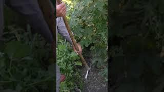 Bahçe sulamacılığı - Kırsalda yaşam  #köy #tarım #doğa #agriculture #water #farmer