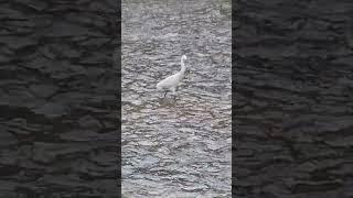 뇌 힐링/ 왜가리 자리 이동/ 쇠백로 출현../ South Korea Nowon Danghyeoncheon Stream ,