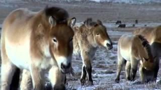 18 Pure Nature Specials   Wild Horses Return to China