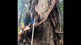 1000 year old Totara Tree near Picton NZ