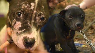 275 rescued: Largest alleged dogfighting operation in South Carolina