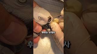 앵무새의 코를 후비는 이유