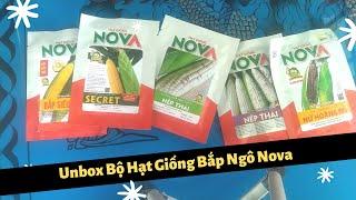 Unbox Bộ Hạt Giống Bắp Ngô Nova Mua Trên Shopee