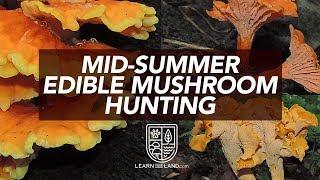 Mid-Summer Wild Edible Mushroom Hunting