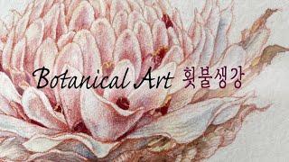 [Botanical Art]보타니컬아트/ 횟불생강 /torchginger/ 스케치선이 드러나는 채색