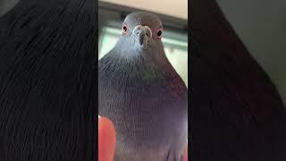 Unnamed young feral pigeon is very tame