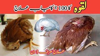 Aseel murga ka laqwa ka ilaj || How to cure Paralysis in aseel chickens #paralysis #aseel