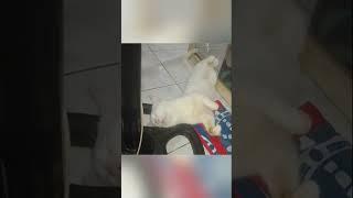 Ludicrous cat's luring neck! Watch funny end! (#00040)