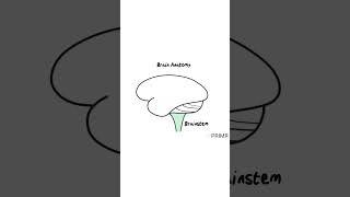 The basics of #brain #anatomy for patients with #stroke, #injury, and #braintumors!