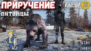 Fallout 76: Приручение Питомцев  Гайд