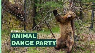 Boogie at an Animal Dance Party | BBC Earth