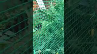 Огуречник на грядке) #огуречник #огурцы #дача #огород