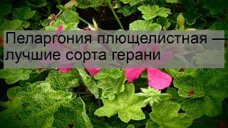 Пеларгония плющелистная — лучшие сорта герани