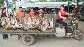 Use 3-wheeled Vehicle To Harvesting Many Ducks Goes To Countryside Market Sell | Free Bushcraft