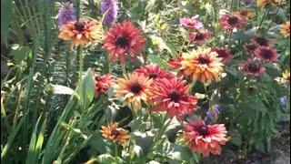 Sahara Rudbeckia in July from seed. Silver medal winner. Rudbeckia Hirta Romantic Coneflower Easy