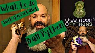 What To Do With Your New Ball Python