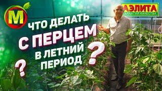 Уход за Перцем в Летние Месяцы. Секреты Успешного Выращивания Перца