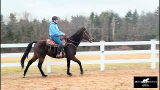 Rusty, 17 yo OTTB gelding