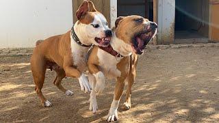 AMSTAFF'LARIN 70 GÜN SONRA BULUŞMASI - AMERİKAN STAFF THOR VE DAİSY