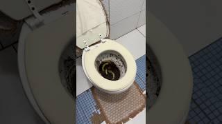 Cómo desatascar tu inodoro de forma rápida y sencilla #edit