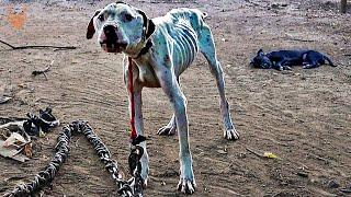 Pit Bulls Starved on Heavy Chain Rescued by Pit Crew Dog Rescue With No Time Left