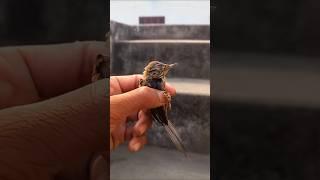 my new mini vlog Bird help