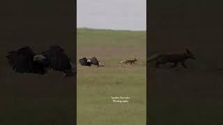 OQAB VS DOG animal master of the world #shortvideo #shorts #short