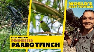 The world's first footage of pink-billed parrotfinches in Fiji // Birding // 4K